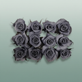 Rose Preserved Mini Graphite