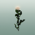 Rose Preserved Stem Champagne