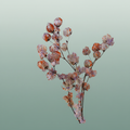 Dried Artz Bougainvillea Mondriaan