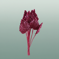 Dried Artz Palm Spear Rembrandt