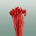 Dried Phalaris Ferrari Red
