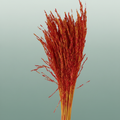 Dried Artz Rice Grass Picasso