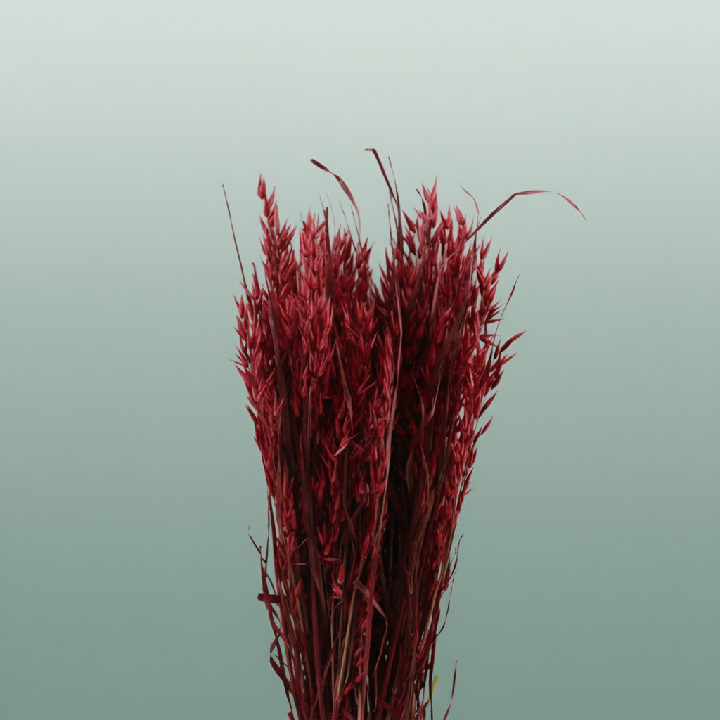 Dried Avena X5 Red