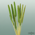 Dried Babala Light Green