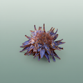 Dried Artz Cynara Heads Da Vinci
