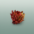 Dried Artz Cynara Heads Dali