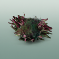 Dried Artz Cynara Heads Rubens