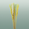 Dried Fluffy Pampas Spring Green Mix