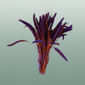 Dried Artz Setaria Vermeer