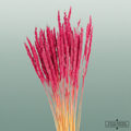 Dried Soft Silk Worms Pink