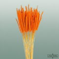 Dried Soft Silk Worms Orange