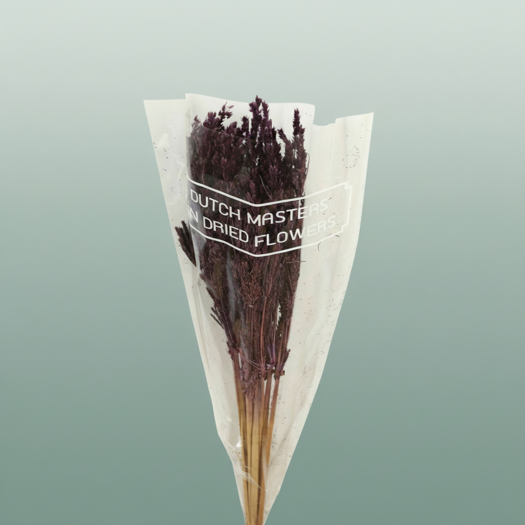 Dried Umbr. Sedge Big Leaf Purple