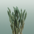 Dried Setaria Frosted Blue