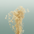 Pres Gypsophila Naturel Per