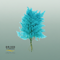 Dried Bleached Leatherleaf Blue