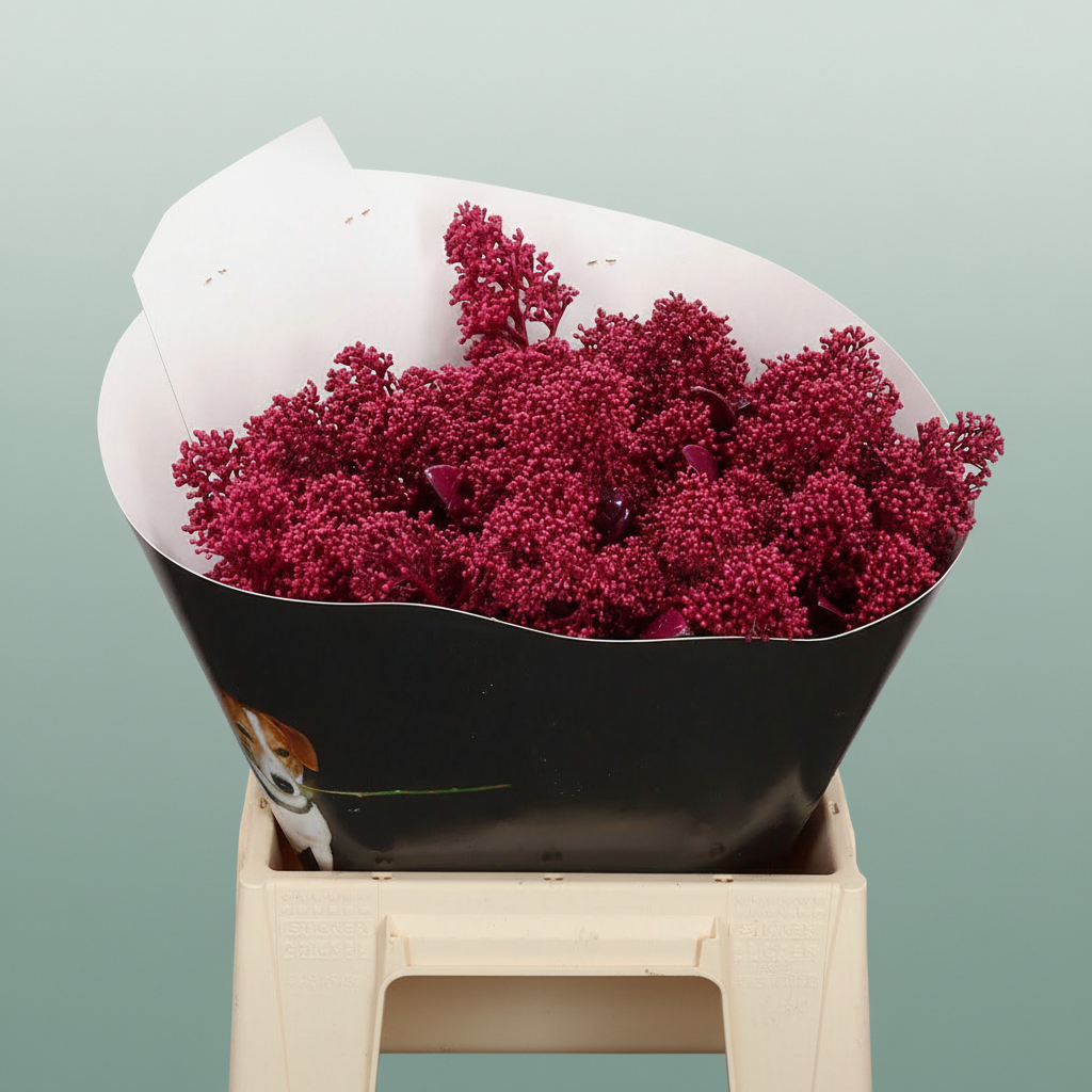 Wax Skimmia
