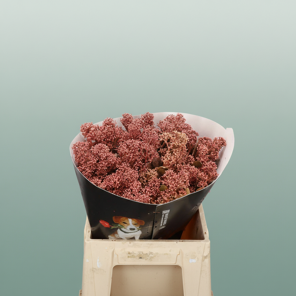 Wax Skimmia