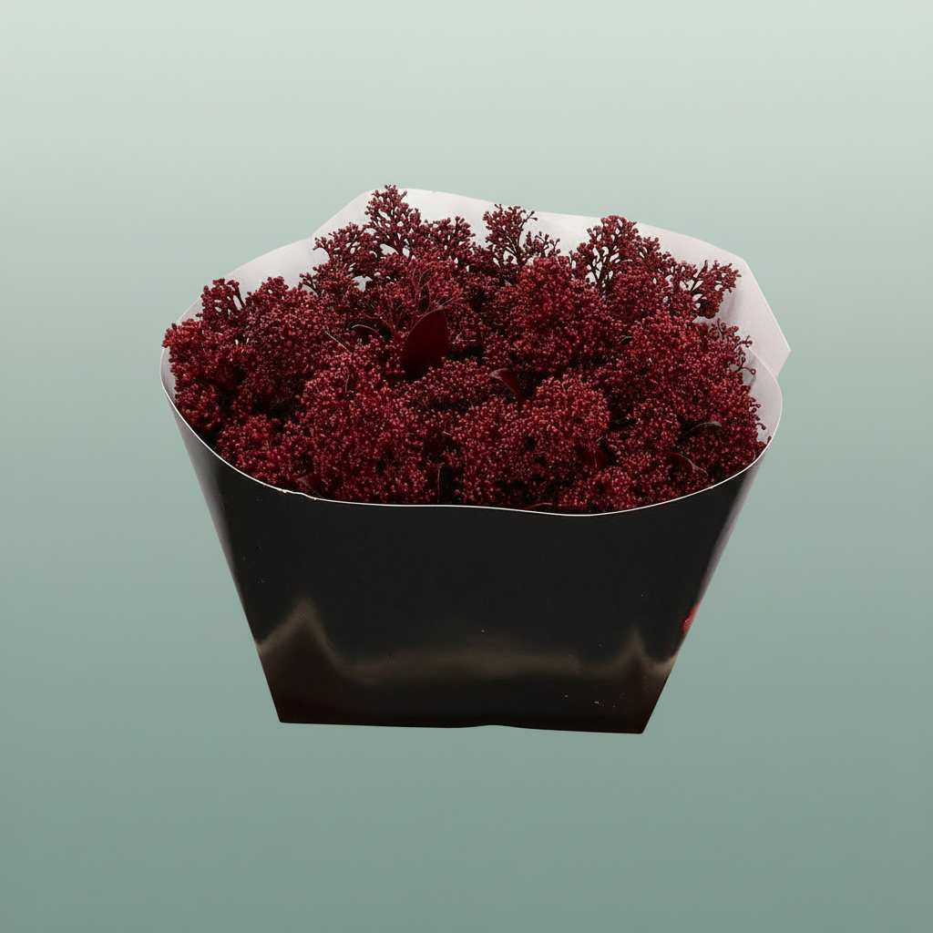 Wax Skimmia
