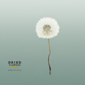 Dried Bleached Dandelion Regular