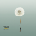 Dried Bleached Dandelion Regular Moonlight