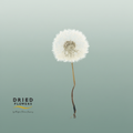 Dried Bleached Dandelion Regular Purple