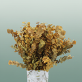 Pres Eucalyptus Stuartiana Yellow