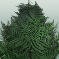 Pres Bracken Fern Green