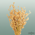 Dried Silene Natural