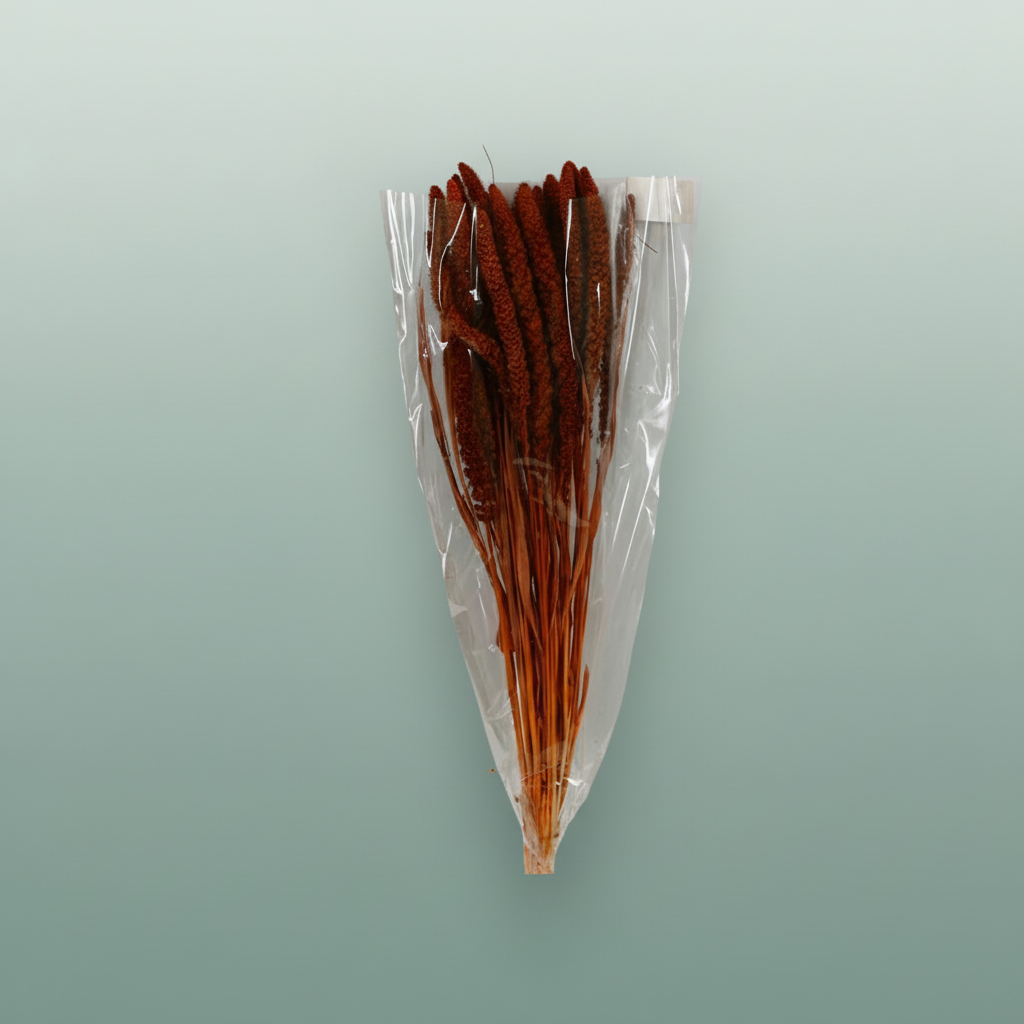 Dried Setaria Italica Brown
