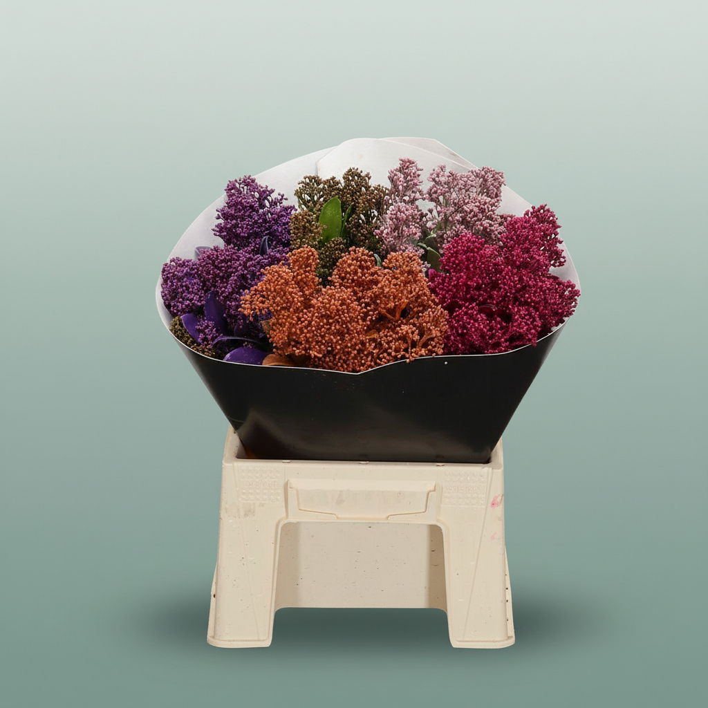 Wax Skimmia