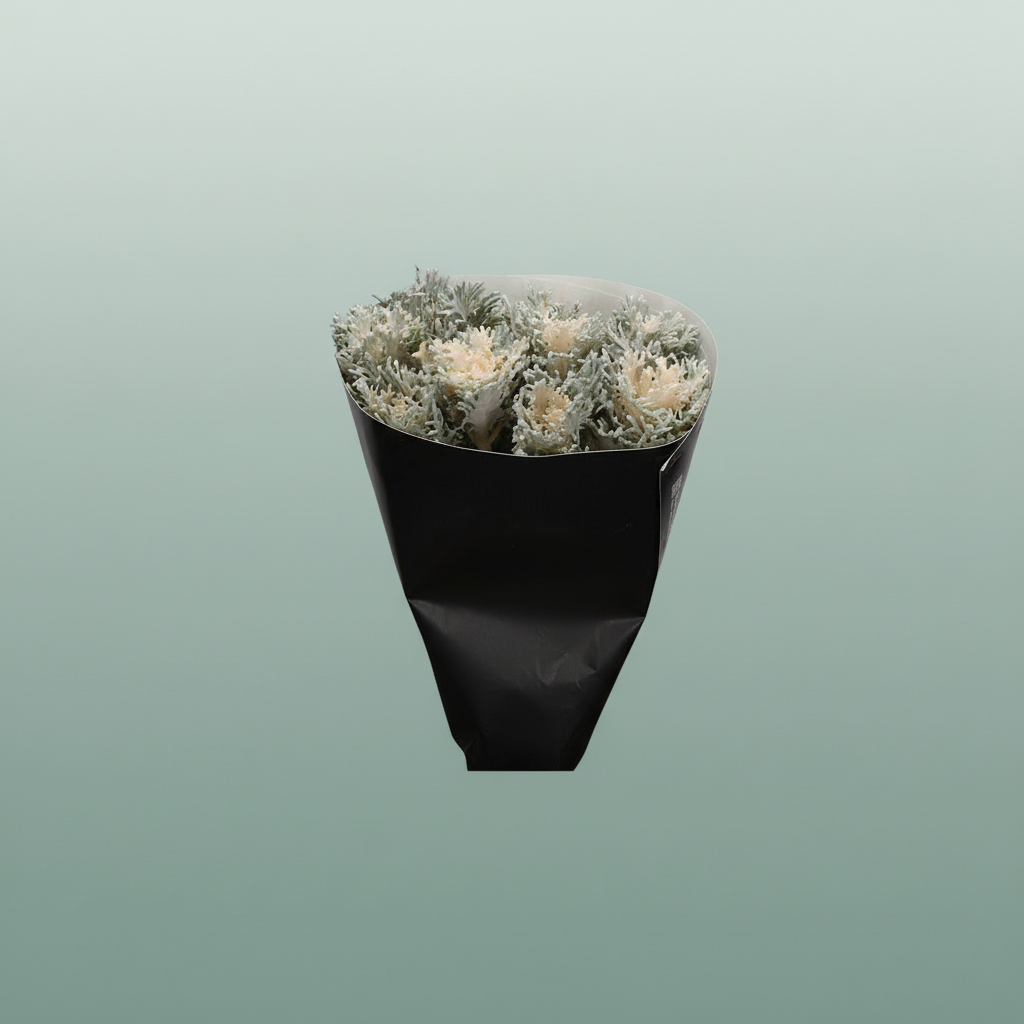 Wax Brassica Spider