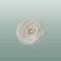 Rose Preserved Xl Ivory