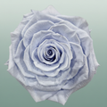 Rose Preserved Xl Lavender