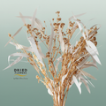 Dried Bleached Eucalyptus Exotica