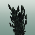 Dried Lagurus Black