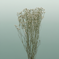 Dried Limon Diamond White