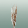 Dried Tamerice Natural Poly