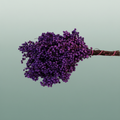Schinus M Pt Lavender