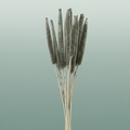 Dried Babala Platina