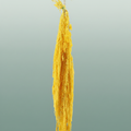 Pres Amaranthus Caud Yellow