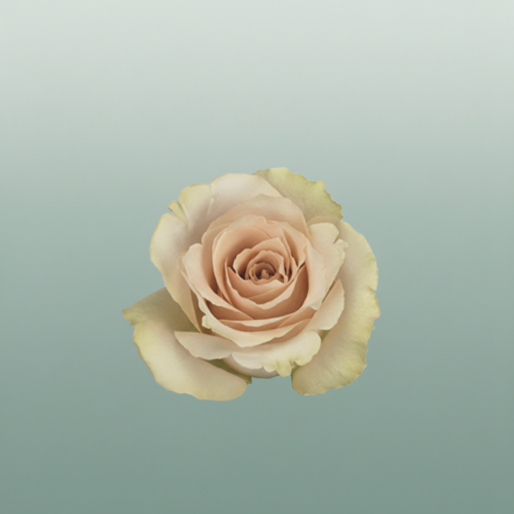 Rose Eq Quicksandt