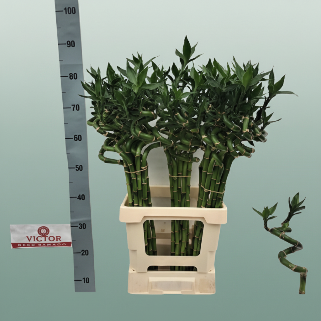Bamboo