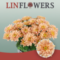 Chrysanthemum Spray Baltica Salmon