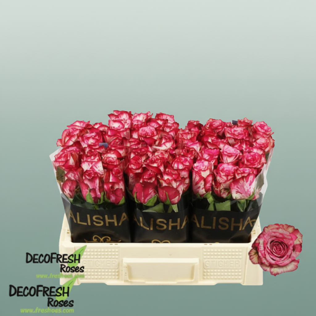 Rose Barracuda