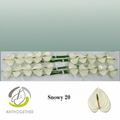 Anthurium Snowy