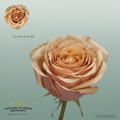 Rose Garden Garden Golden Mustard