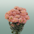 Chrysanthemum Spray Katinka Salmon/ Peach