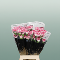 Carnation Standard Komachi
