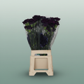 Carnation Spray Solomio Imre