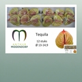 Anthurium Tequila